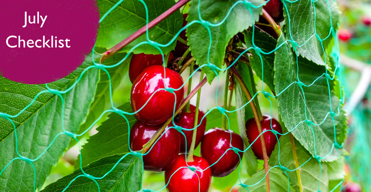netted cherries